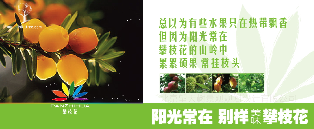 攀枝花熱帶水果